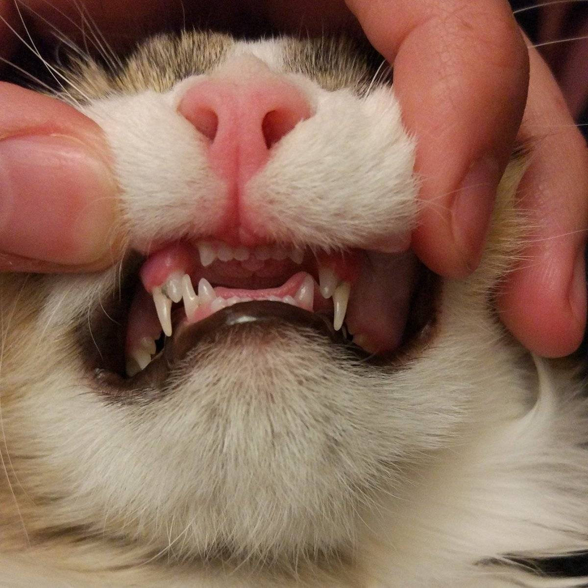 Когда у кошек меняются зубы на постоянные | zoosecrets