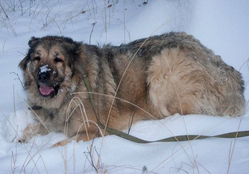 Кавказская овчарка - порода собак родом из кавказа. фото, отзывы, цена щенков, характер, содержание