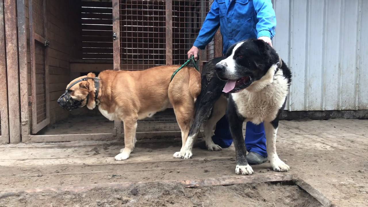 Интересное о собаке алабай по кличке бульдозер, самой крупной сао в мире