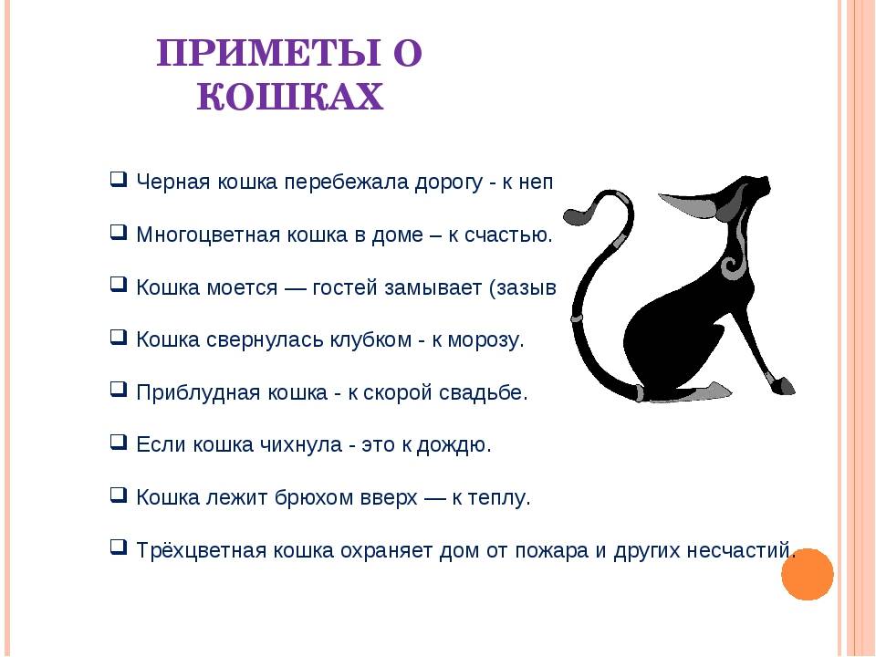 Кошка в доме: приметы и суеверия, народные поверья, к чему приходит в дом