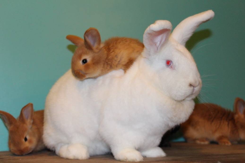 Новозеландские кролики белые и красные - характеристики породы