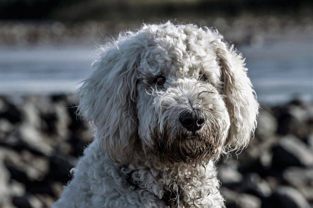 Французский бульдог собака. описание, особенности, уход и цена французского бульдога