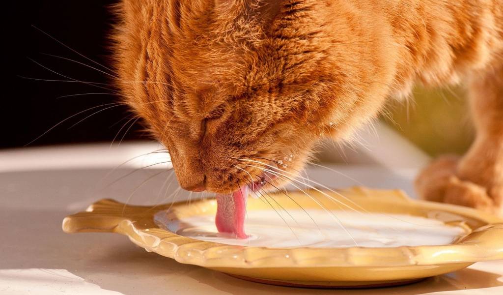 Почему кошки закапывают еду, что это значит?