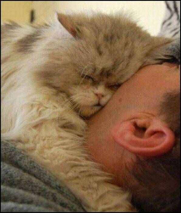 Почему кот спит на голове хозяина
почему кот спит на голове хозяина
