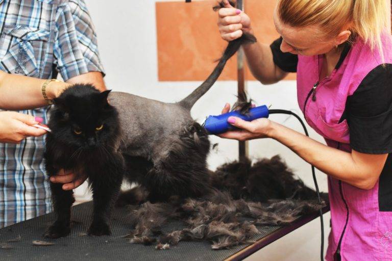 Как подстричь кота: стрижка шерсти кошки в домашних условиях