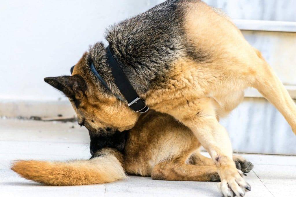 Возможные причины, почему собака ездит по полу на попе, способы лечения питомца