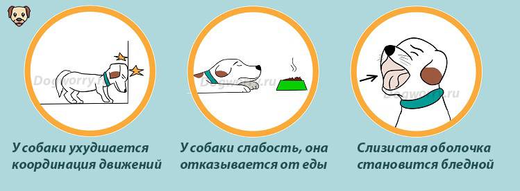 Отравление собаки крысиным ядом симптомы и лечение