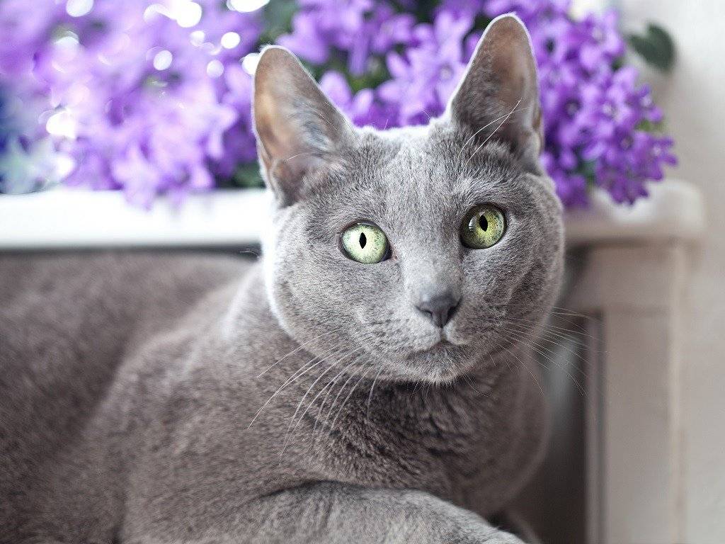 Характер русской голубой кошки