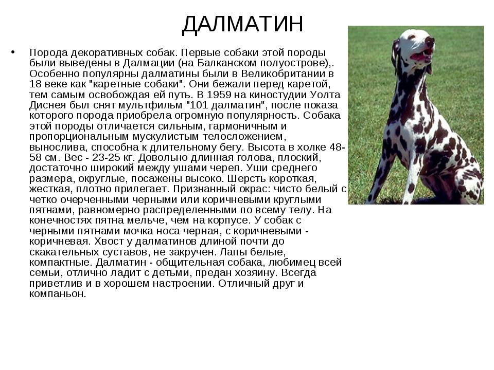 Миттельшнауцер собака. описание, особенности, уход и цена миттельшнауцера | sobakagav.ru