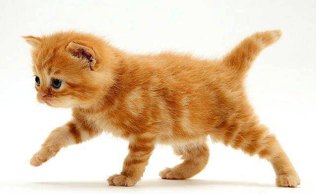 Как назвать кошку трёхцветную: популярные, красивые, прикольные клички с учётом личных характеристик, породы и окраса