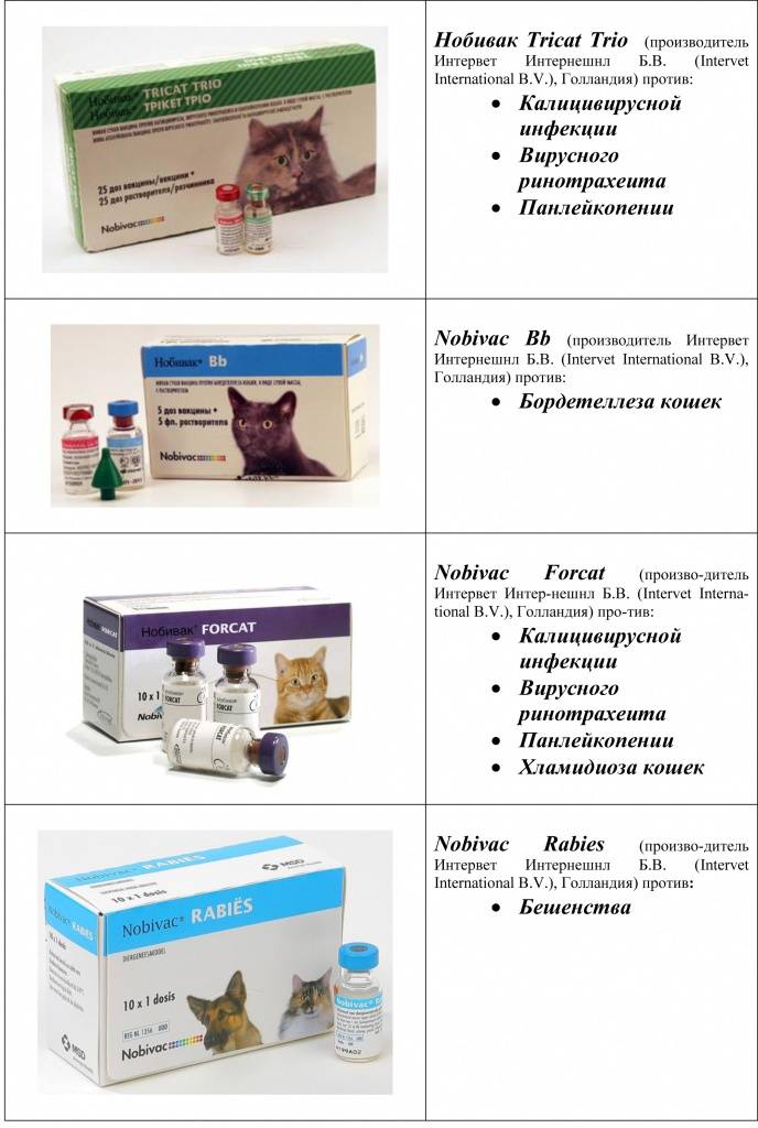 Вакцинация кошек. перечень прививок и цены