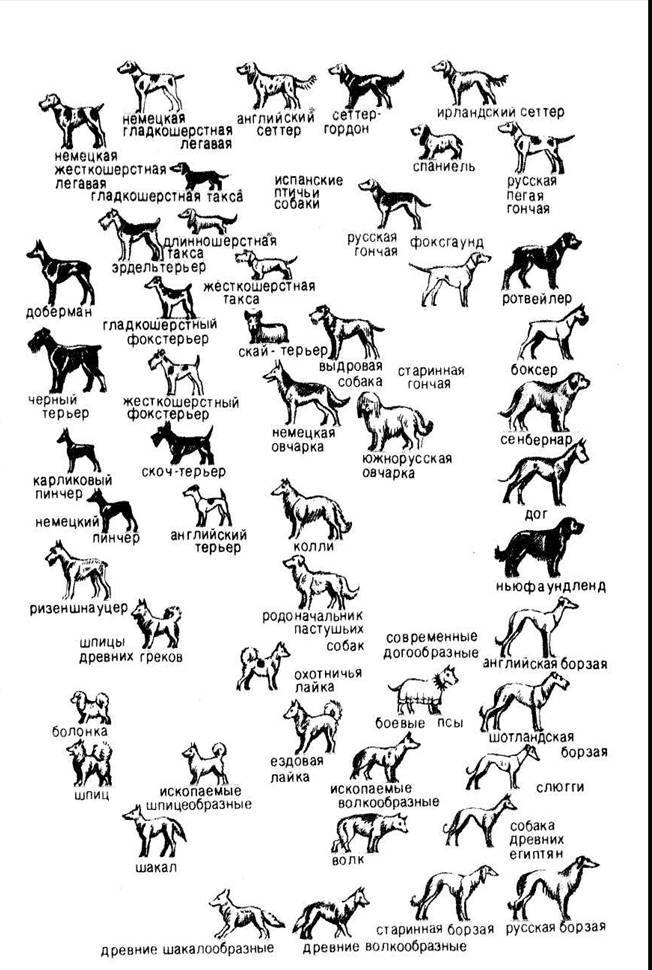 Породы собак, известные с древности