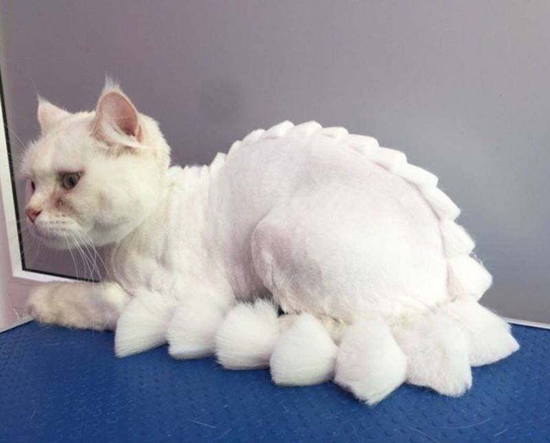 Как красиво подстричь кошку в домашних условиях?