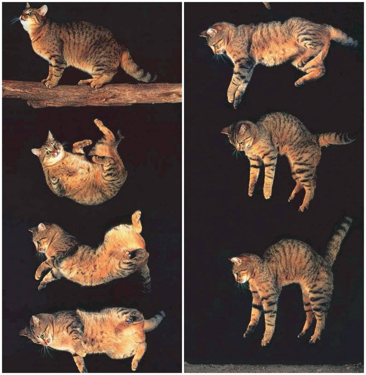 Кошка заваливается на бок при ходьбе причины – периферический вестибулярный синдром у кошек