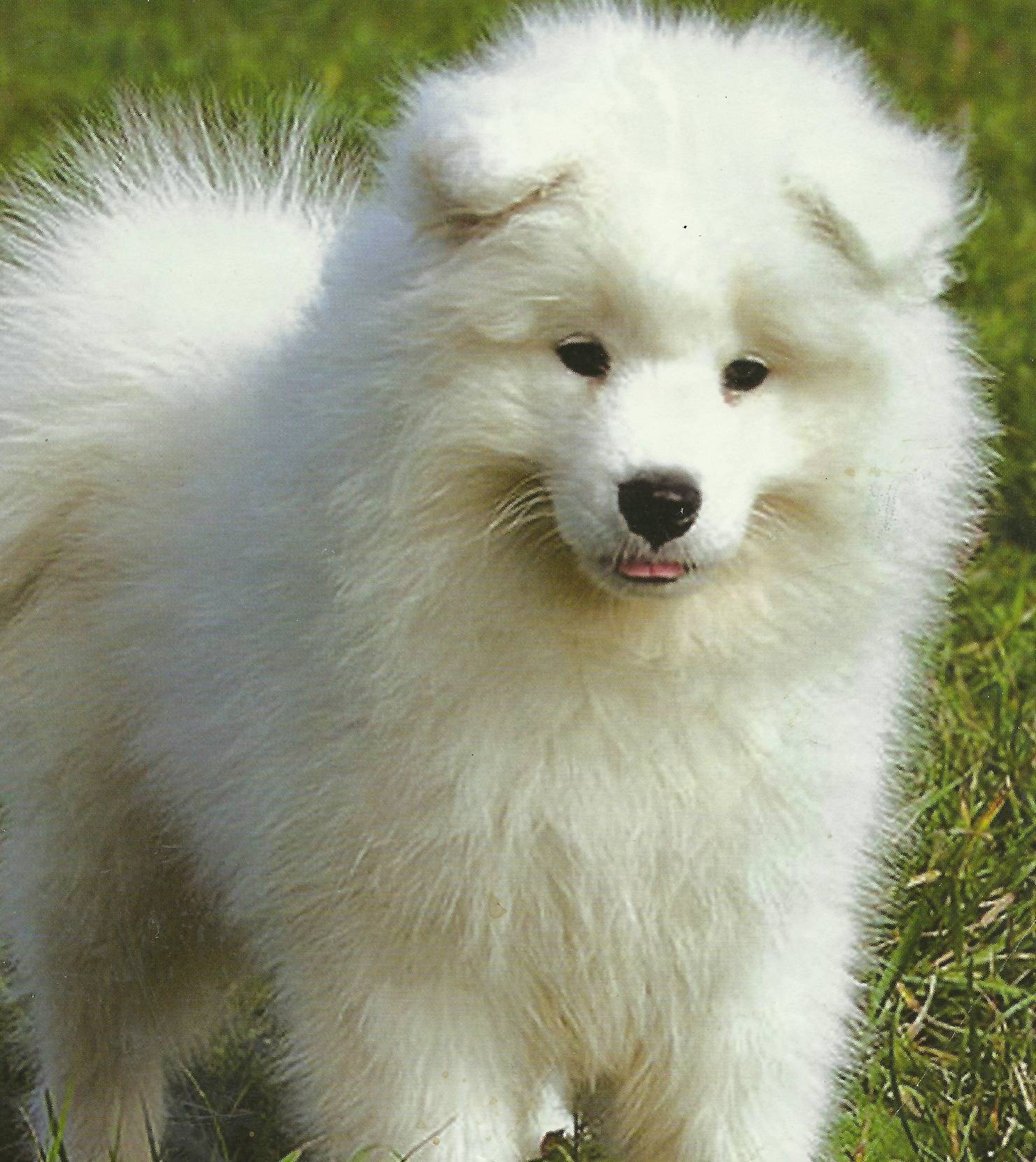 Белая собака, маленькая порода с названиями и фото