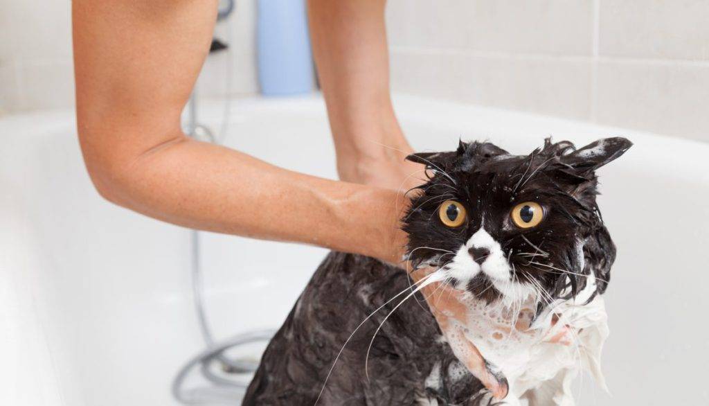 Почему кошки боятся воды? - hi-news.ru