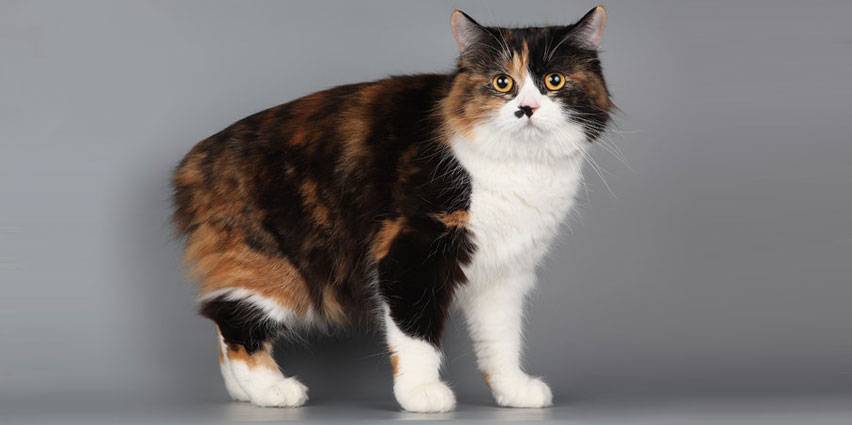 Кимрик кошка. описание, особенности, цена и уход за породой кимрик | животный мир