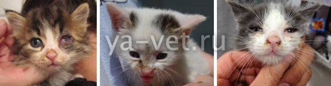 Ринотрахеит у кошек: способы заражения, лечение и профилактика | | блог ветклиники "беланта"