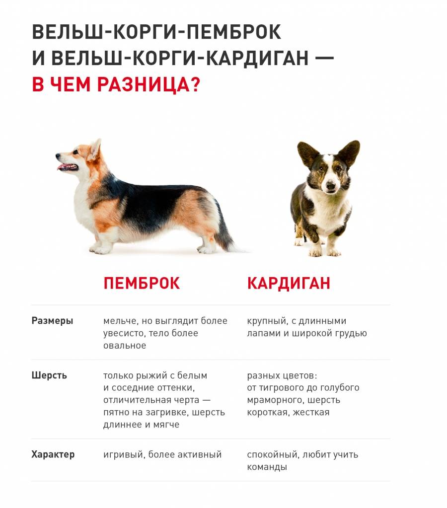 Питомник собак sonderwol legend. перуанская голая, мексиканская голая собачка. россия, москва