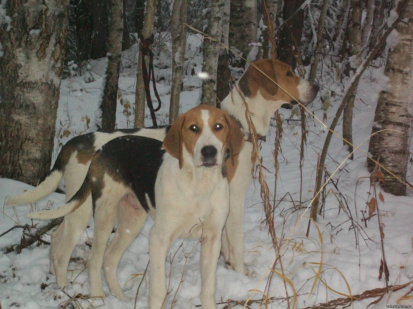 Русская пегая гончая: фото и видео собак на охоте, стандарт и описание породы