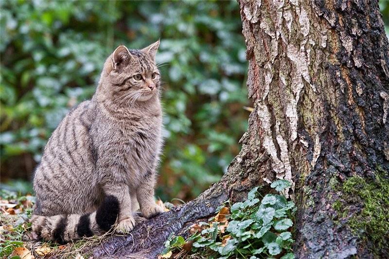 Описание породы норвежская лесная кошка: как не спутать «интеллектуального охотника» с обычным дворовым пушистиком