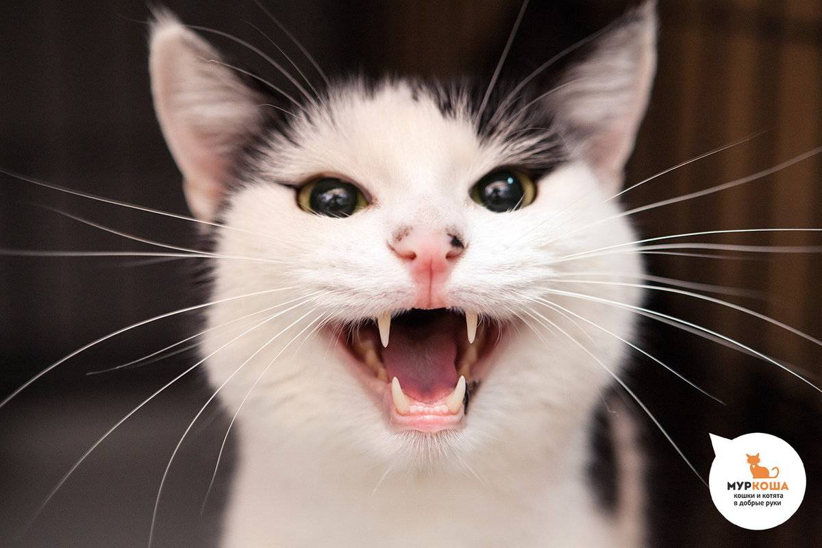 Кошка кусается и царапается, когда её гладишь — причины агрессивного поведения?