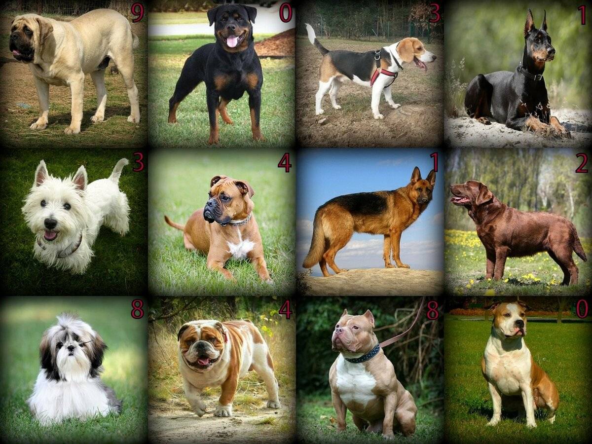 Известные породы собак с фотографиями и названиями