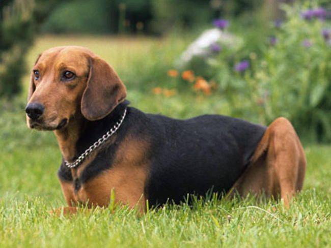 Гончая шиллера (шиллерстёваре): описание породы собак с фото и видео