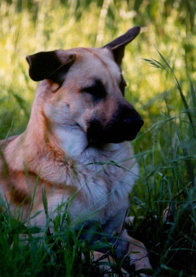 Чинук, одна из самых дорогих пород в мире ⋆ собакапедия