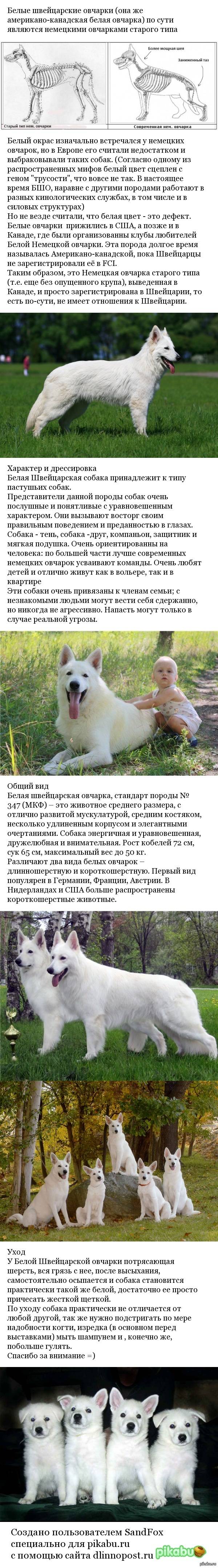 Белая швейцарская овчарка: описание породы