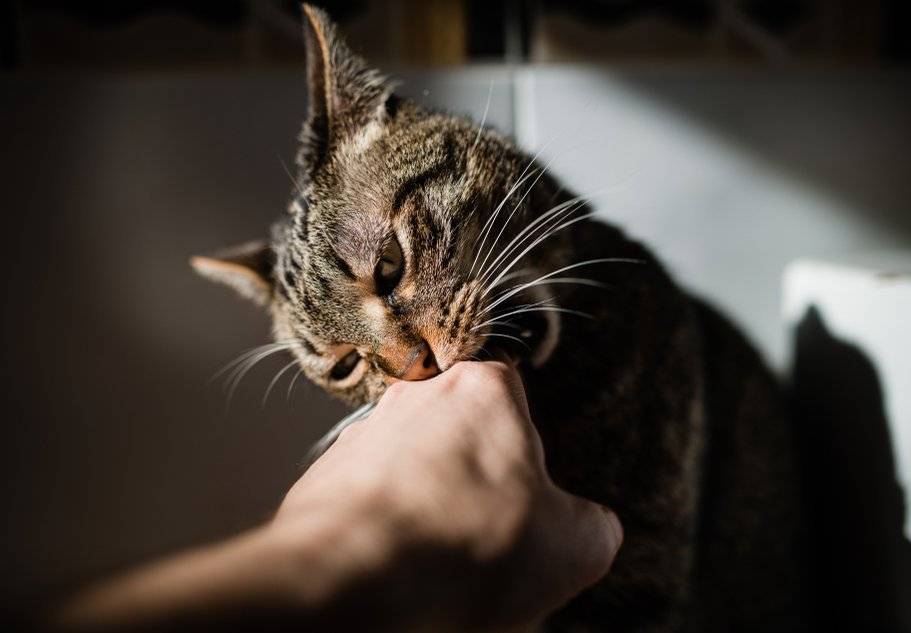 Кошка кусается когда ее гладишь: причины и что делать
кошка кусается когда ее гладишь: причины и что делать