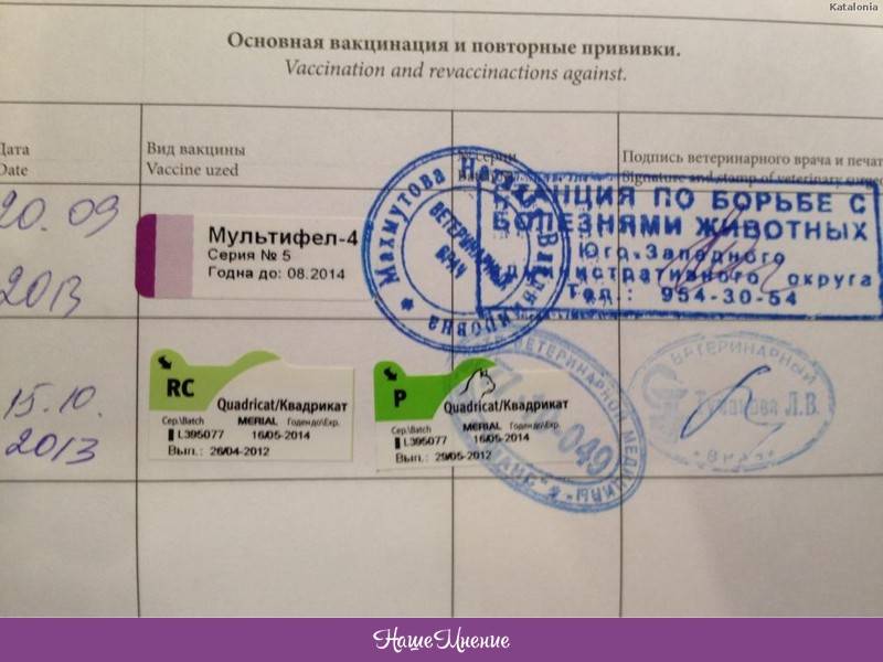 Прививка от бешенства кошке - спб, ветклиника "лаки"