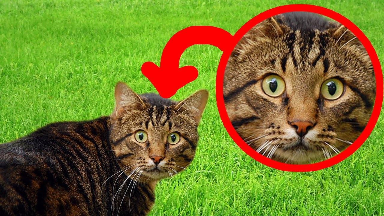 Почему кошки отзываются на кис кис?