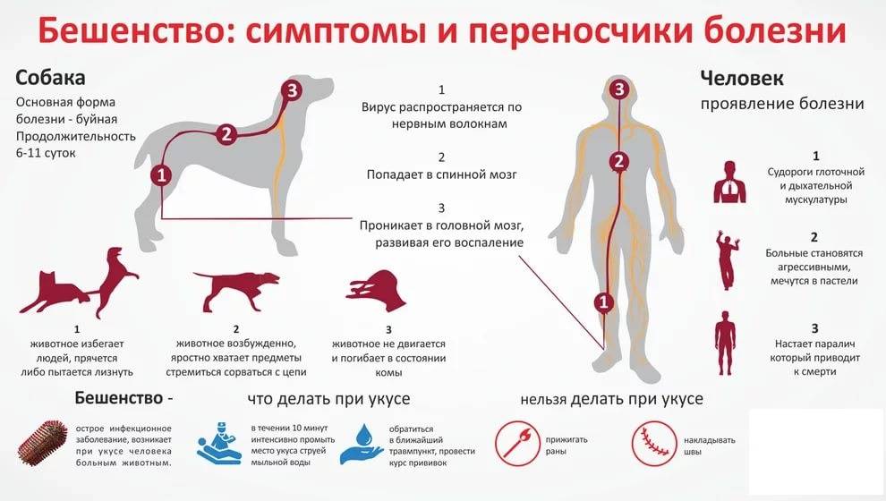 Трофическая язва. причины, симптомы, диагностика и лечение венозной трофической язвы