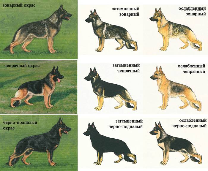 Порода собак хорватская овчарка - описание, характер, характеристика, фото хорватских овчарок и видео, цена