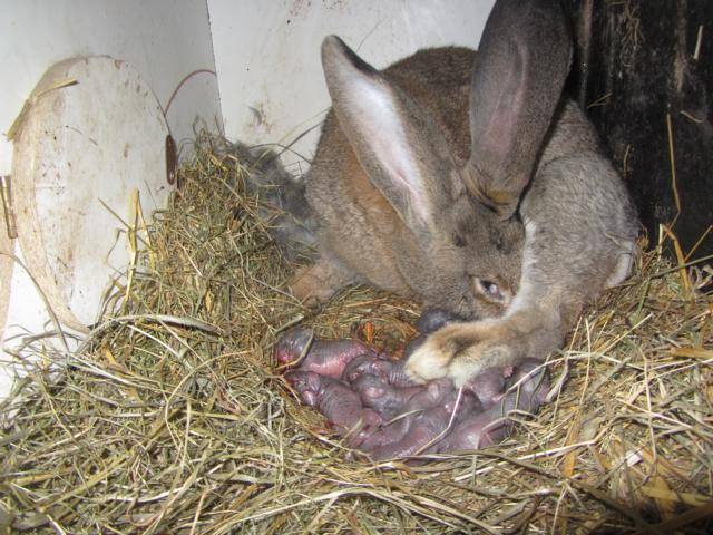 Сколько лет держать крольчиху для потомства? сколько живут кролики?