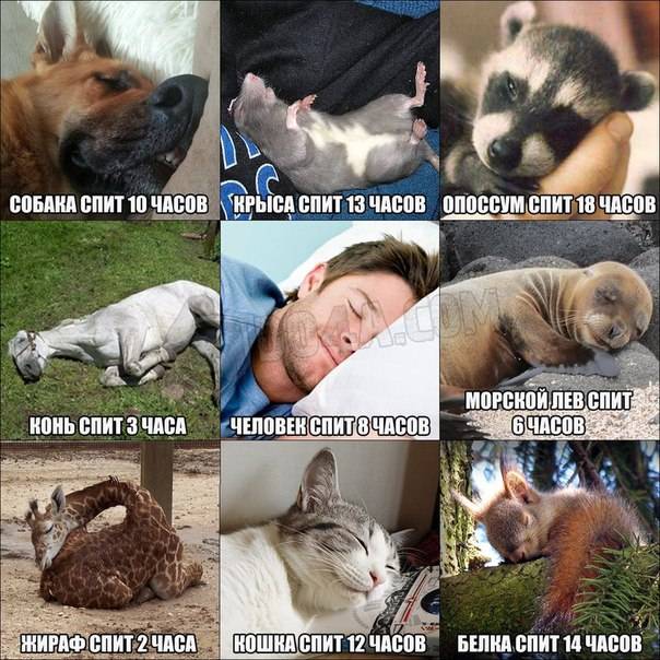 Сколько спят собаки и снятся ли им сны