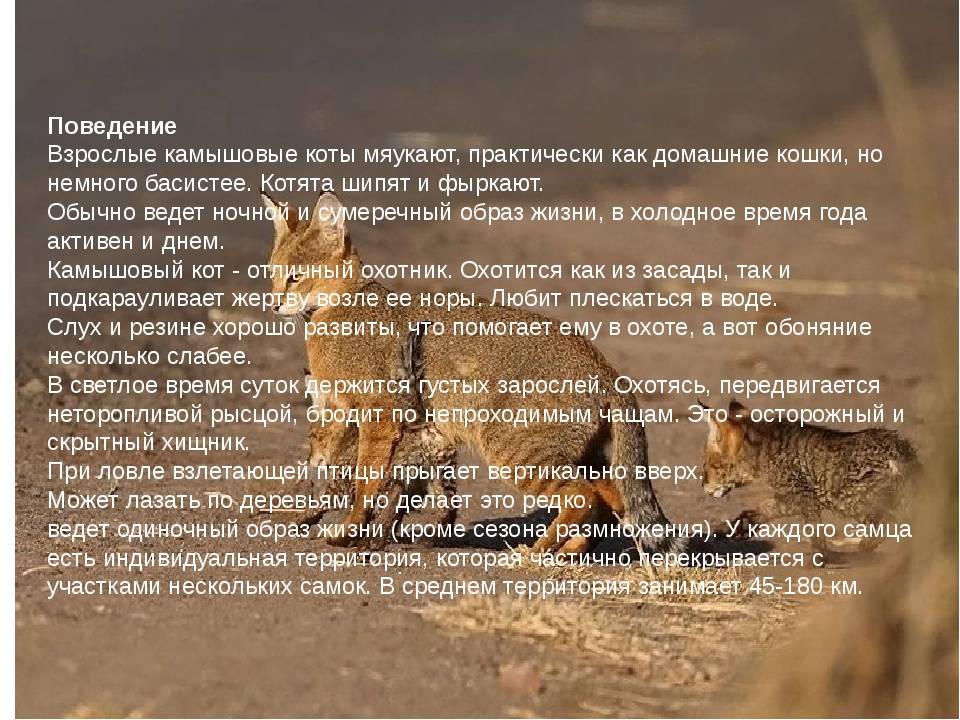 Камышовый (болотный) кот: описание внешнего вида, характера, образа жизни, фото кошки
