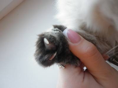 Сколько пальцев у кошки на передних и задних лапах: полидактия и интересные факты
