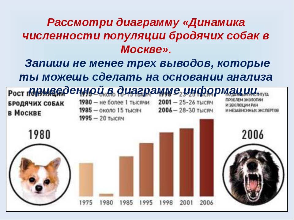 Статистика нападений собак