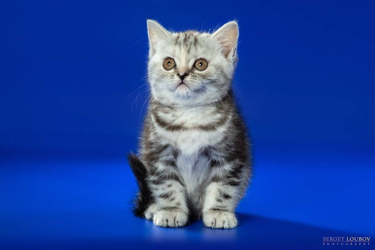 Скоттиш страйт: фото кошки, цены котят, описание породы, характер, отзывы, содержание и уход, питание + интересные факты