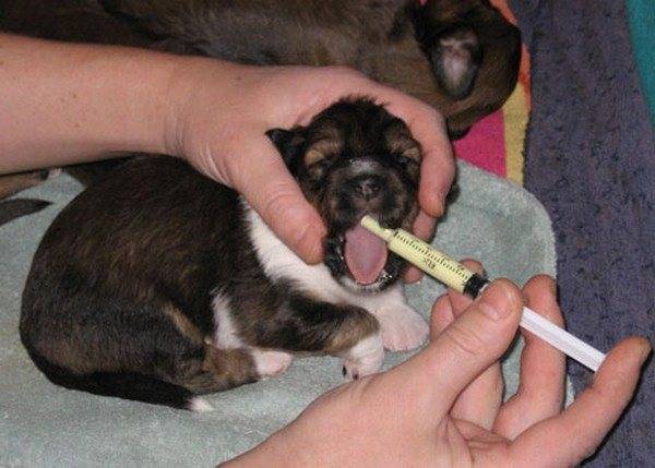 Зачем глистогонить собаку перед прививкой