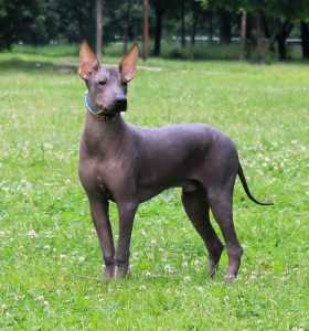 Лысая собака с хохолком: описание породы, особенности содержания, фото