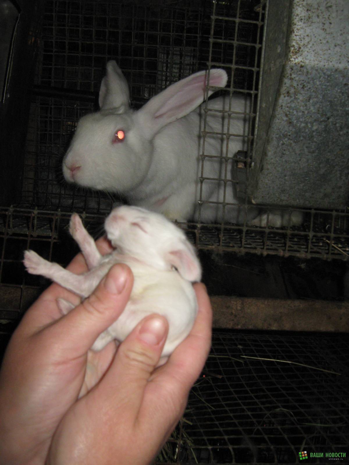 Породы кроликов: какие виды лучше разводить в домашних условиях