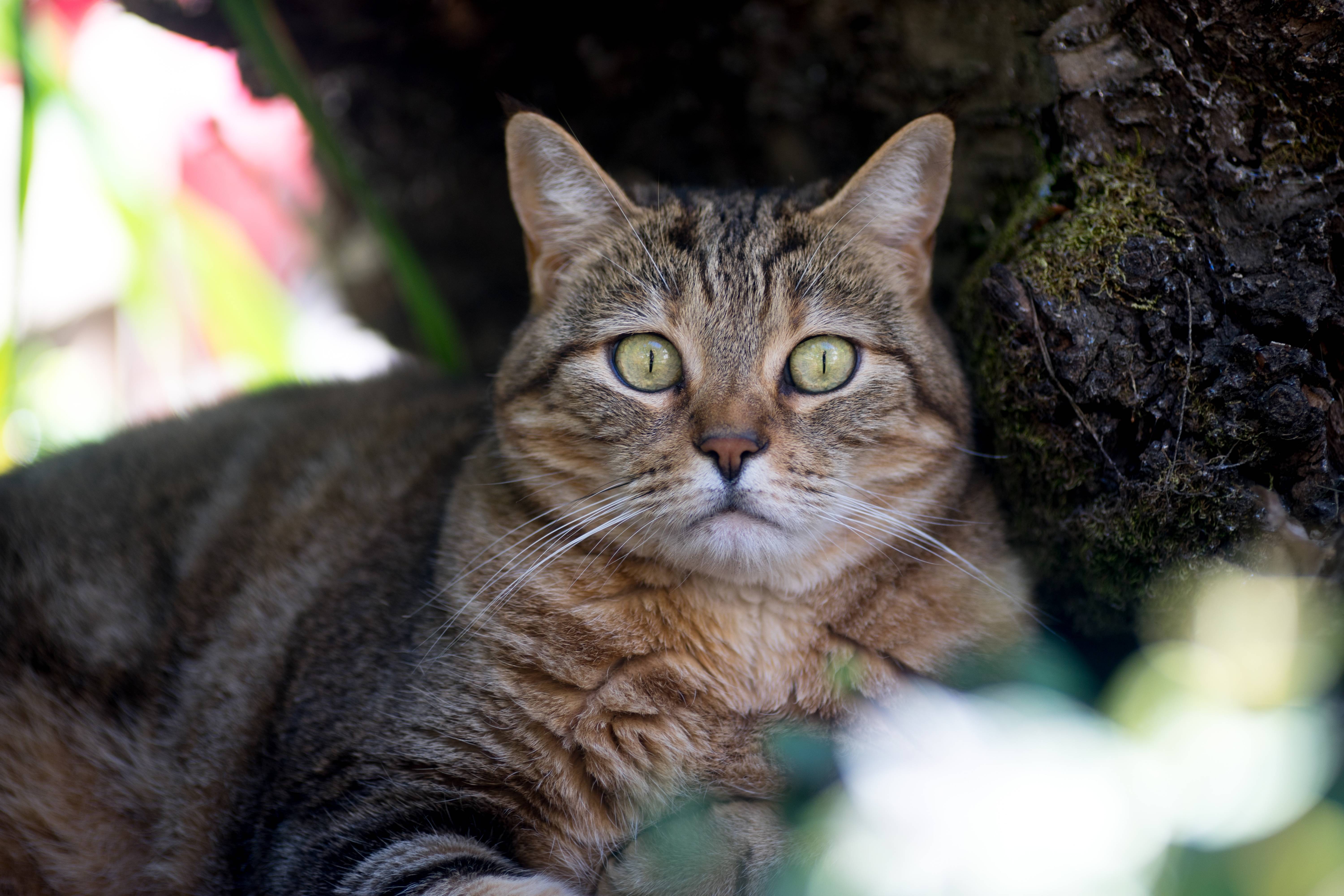Дикий лесной кот: особенности одинокого хищника