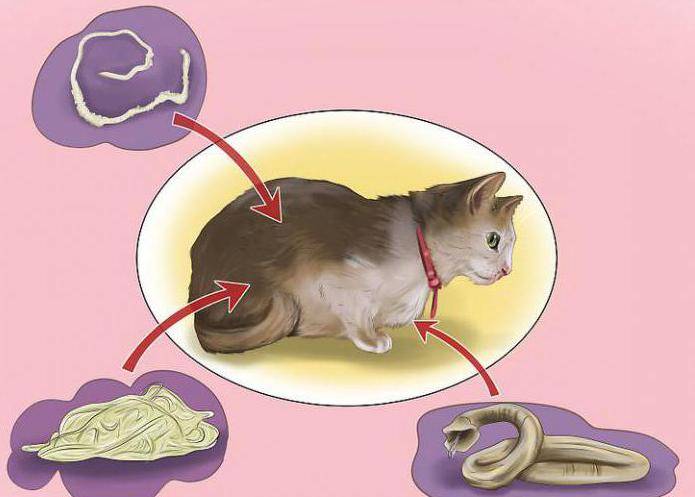 Можно ли глистогонить беременную или кормящую кошку