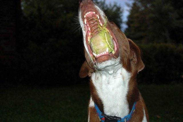 Пена изо рта у собаки: причины, что делать | zoosecrets