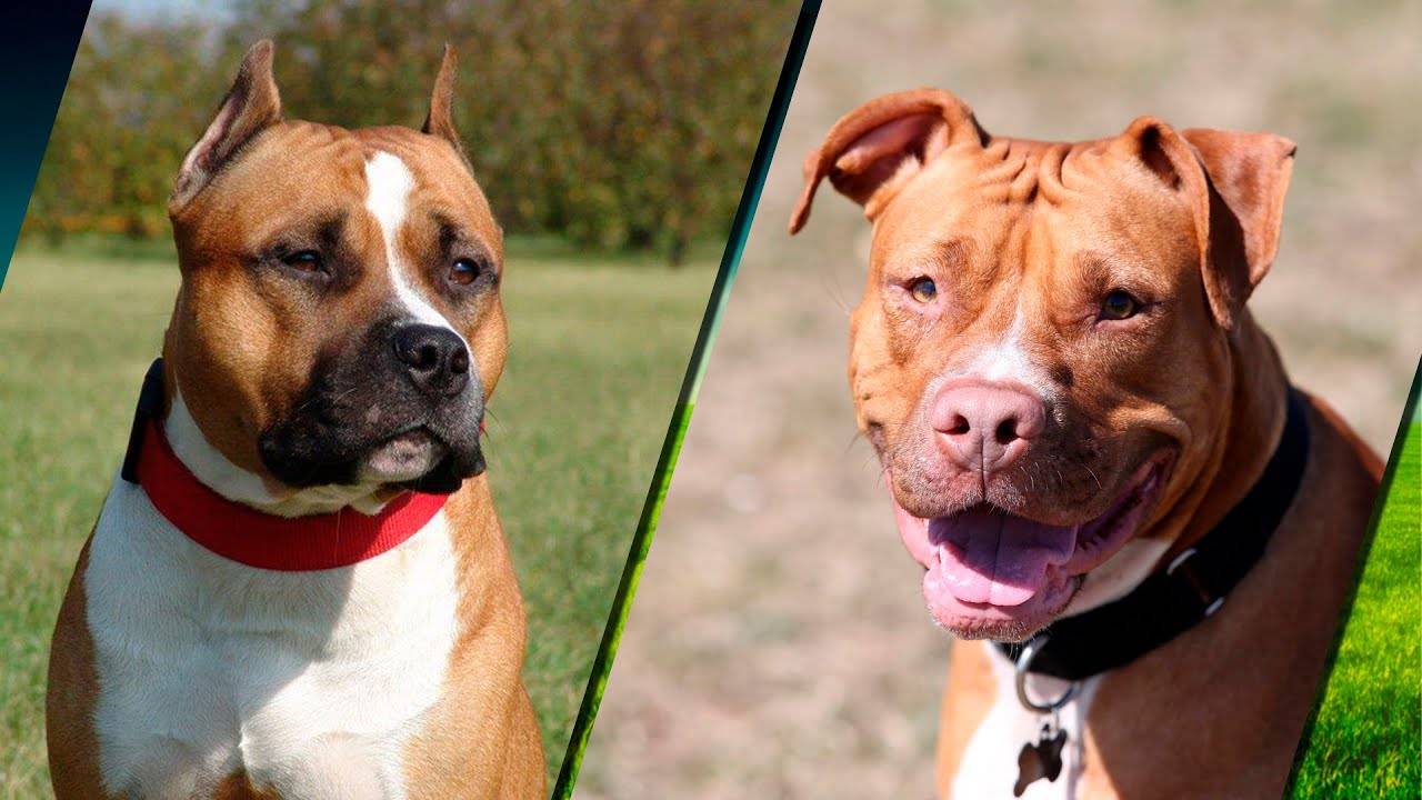 Питбуль и стаффорд: отличия между породами с фото, достоинства и недостатки собак