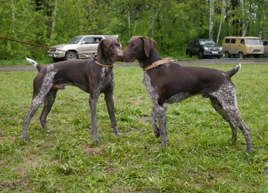 Клички охотничьих собак — мальчиков и девочек