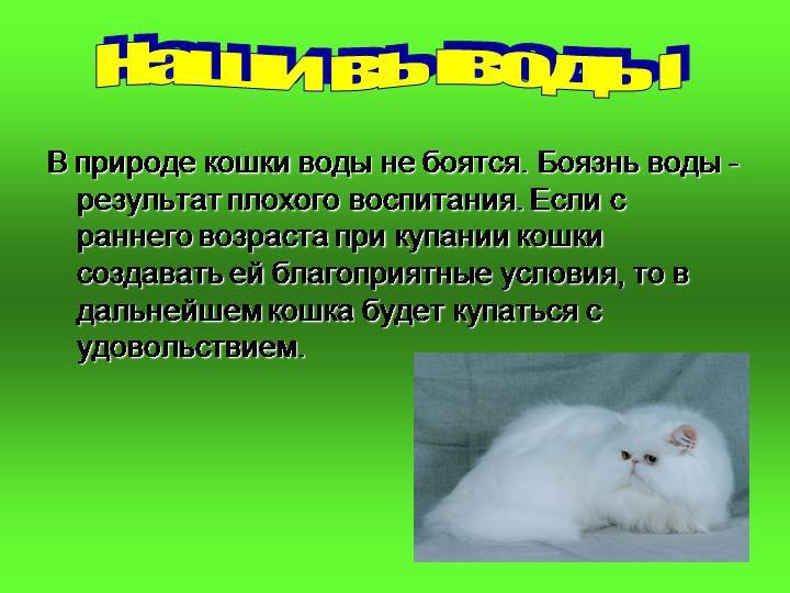 Как искупать кота, если он боится воды – pet-mir.ru